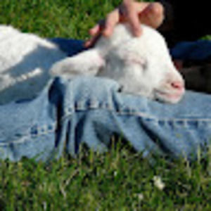 Meet your Posher, Shelly